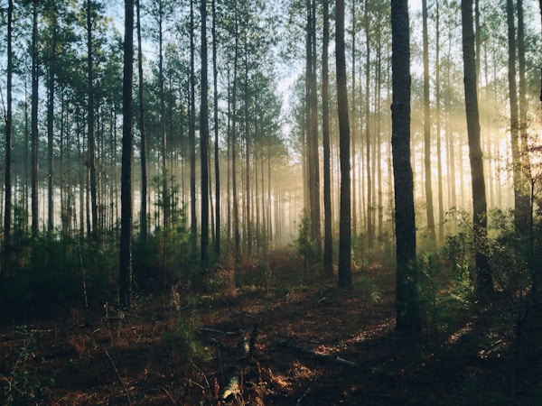 How to Choose the Perfect Wedding Dress for a Fairytale Forest Wedding