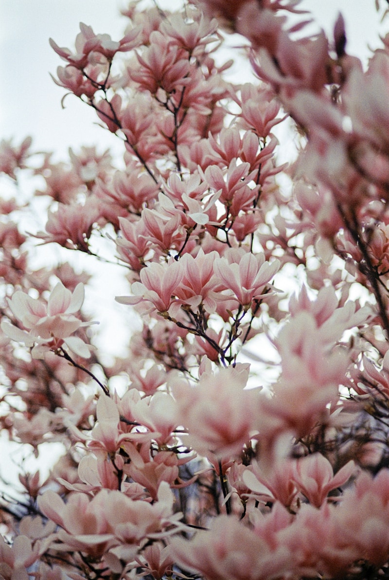 Discover the Splendor of Blossoms in Full Bloom: A Seasonal Delight