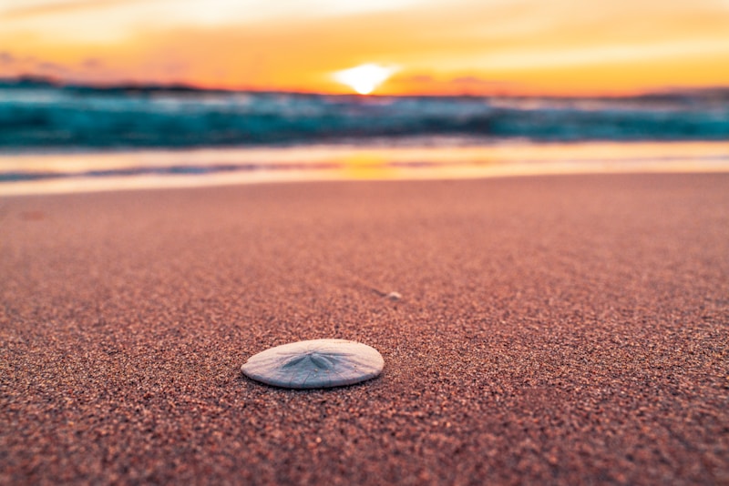 Exploring Seaglass and Seashell Details: A Dive into Coastal Treasures