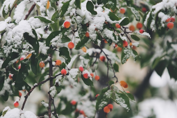 How to Choose the Perfect Wedding Dress for a Winter Forest Elopement