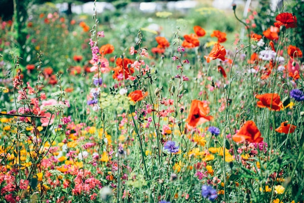 How to Choose the Perfect Wedding Dress for a Rose Garden Ceremony