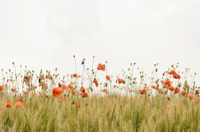 Embrace Nature's Elegance: Discover the Allure of Nature-Inspired Bridal Gowns