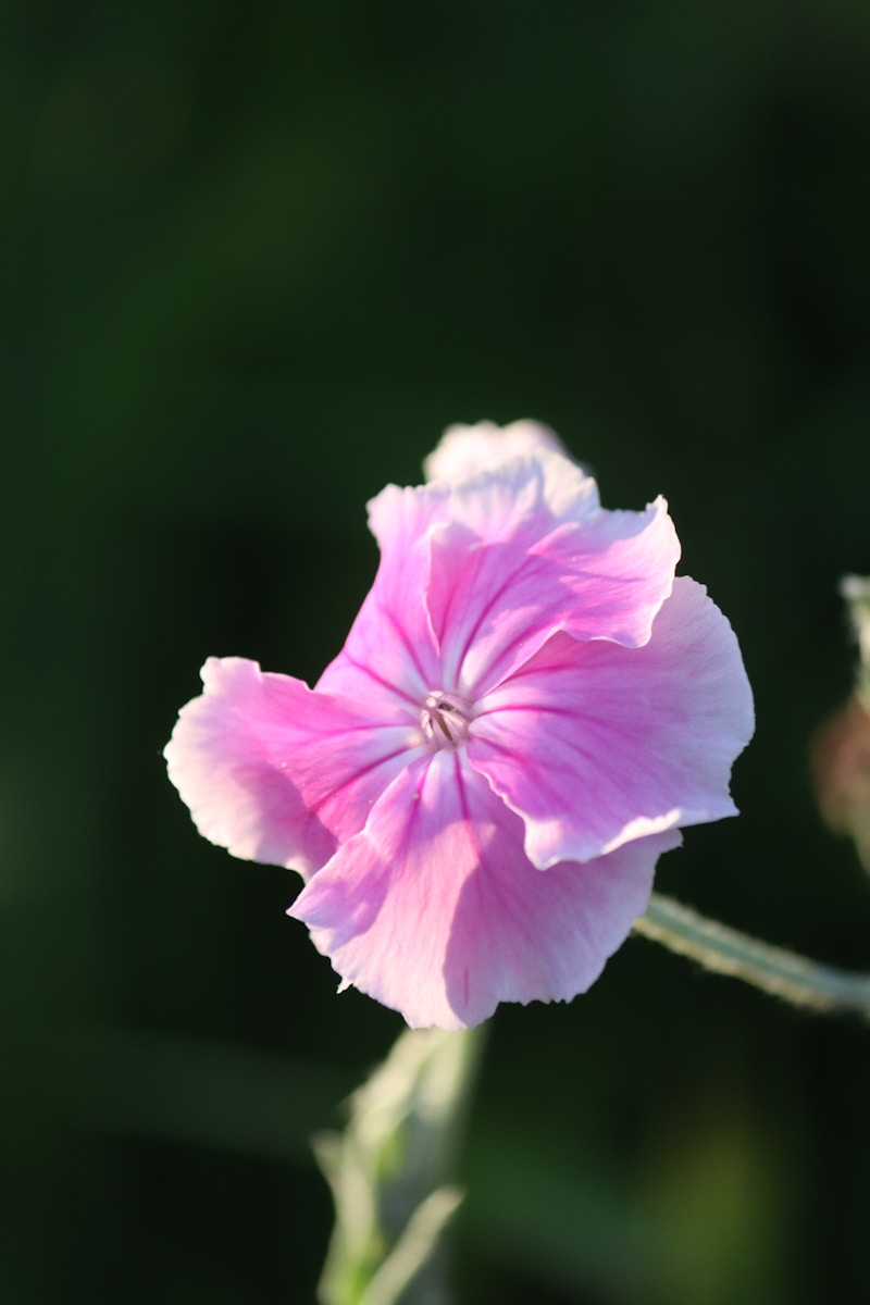 Discover the Beauty of Seasonal Blooms for Brides: A Comprehensive Guide